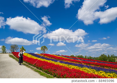 Furano flower garden 88465096