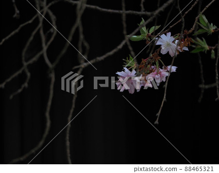 Darkness and cherry blossoms, branches "Japanese style image" (Kyoto) 88465321