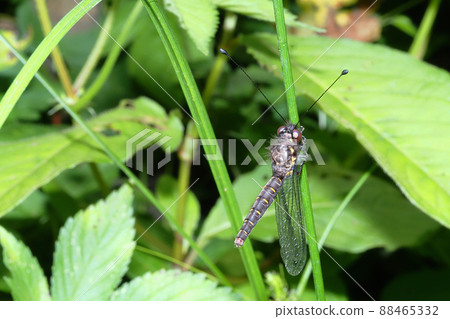 Melonized dragonfly 88465332
