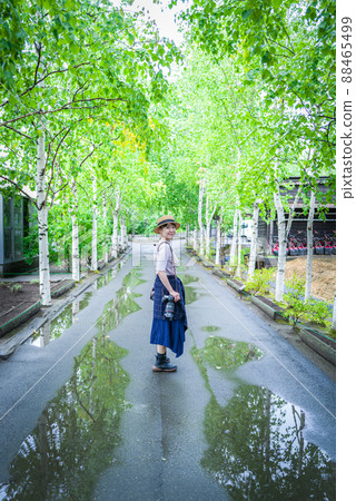 Farm Tomita's birch trees Farm Tomita's birch trees 88465499