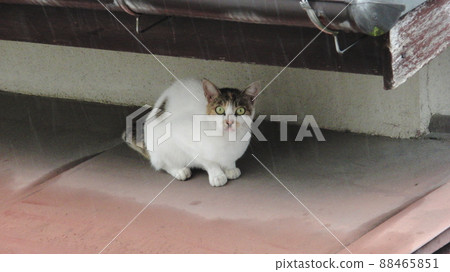 下雨與雨的流浪貓 88465851