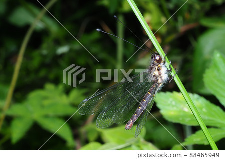 Melonized dragonfly 88465949