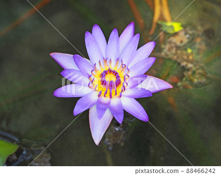 Beautifully blooming perennial aquatic plant purple water lily flower Beautifully blooming perennial aquatic plant purple water lily flower 88466242