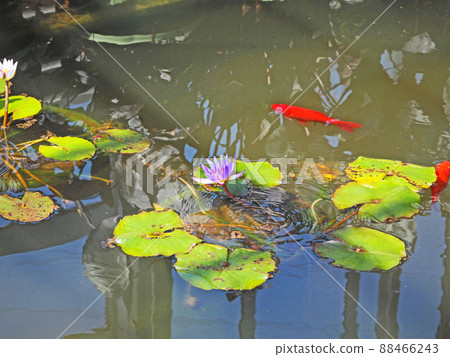 水百合和紅金魚,水面上有花 水百合和紅金魚,水面上有花 88466243