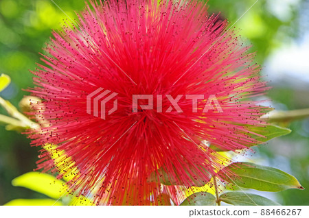 Red powder puff with fluffy red flowers like a makeup puff Red powder puff with fluffy red flowers like a makeup puff 88466267