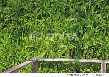 Fern ground cover with dense green leaves 88466268