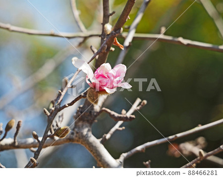 Magnolia stellata，在早春綻放淡紅色的花朵 88466281