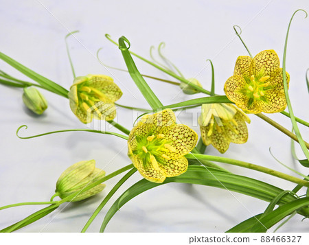 Fritillaria verticillae of the genus Fritillaria with reticulated spots on the inside Fritillaria verticillae of the genus Fritillaria with reticulated spots on the inside 88466327