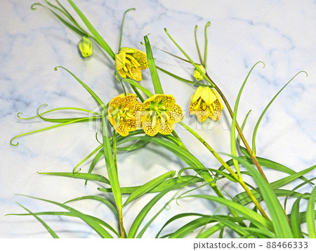 Fritillaria verticulatus of the genus Fritillaria with a mesh-like spot on the inside 88466333
