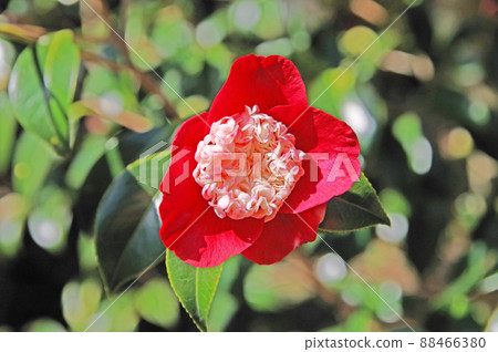 Beautifully blooming red camellia flowers Beautifully blooming red camellia flowers 88466380