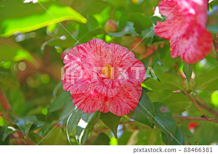 Beautifully blooming camellia flower squeezed camellia paper wash Beautifully blooming camellia flower squeezed camellia paper wash 88466381