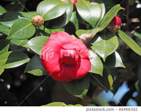 Beautifully blooming evergreen red camellia flowers Beautifully blooming evergreen red camellia flowers 88466382