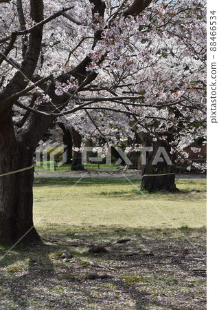 Cherry blossoms in full bloom Cherry blossoms in full bloom 88466534