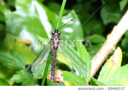 Melonized dragonfly 88466537