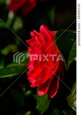 Snowy camellia flower 88466558