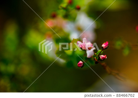 Pink snow willow Pink snow willow 88466702