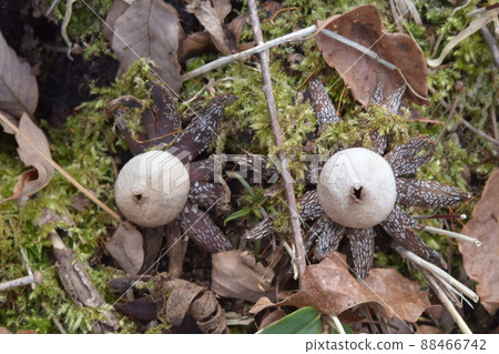 Two earthstars Two earthstars 88466742