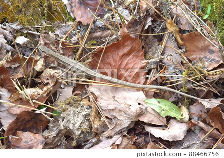 日本假名蛇少年 88466756