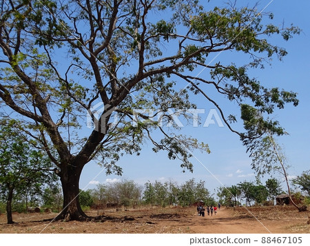 Everyday scenery of Malawi and Zomba in Africa 88467105