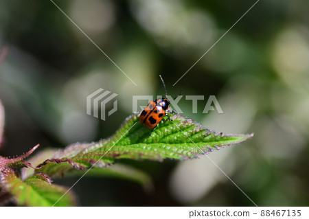 Leaf beetle on the leaf (Saitama Prefecture / April) 88467135