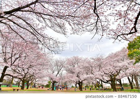 Higashimurayama Central Park (Higashimurayama City, Tokyo) [2022.3] 88467150