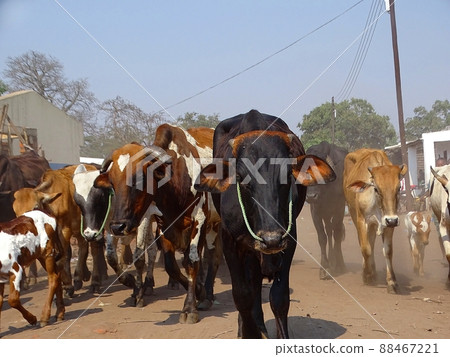 Everyday scenery of Malawi and Zomba in Africa (cow) 88467221