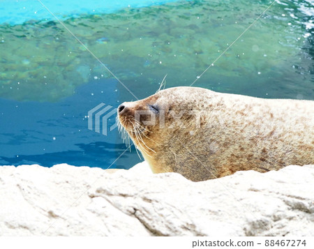 Seals, winter, snow 88467274