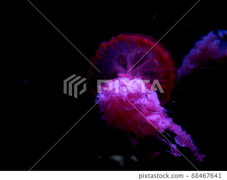 Horrible jellyfish "Japanese image" Horrible jellyfish "Japanese image" 88467641
