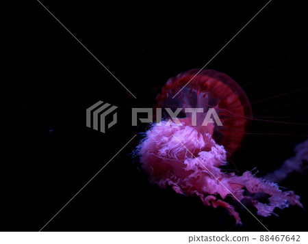Red jellyfish floating in the dark night "Japanese style image" Red jellyfish floating in the dark night "Japanese style image" 88467642