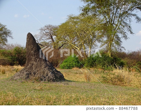 Liwonde National Park (anthill) in Malawi, Africa 88467788