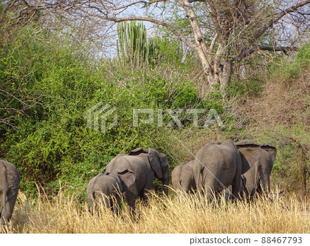 Liwonde National Park (elephant) in Malawi, Africa 88467793