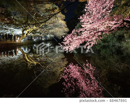 Night cherry blossoms reflected on the surface of the water Ritsurin Garden Spring illumination 2022 88467891