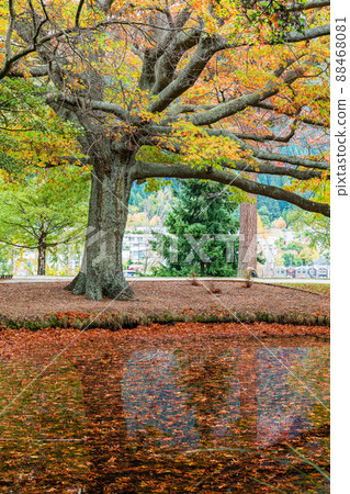 A pond floating in autumn colors and fallen leaves in Queenstown Gardens, Queenstown, New Zealand A pond floating in autumn colors and fallen leaves in Queenstown Gardens, Queenstown, New Zealand 88468081