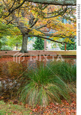 A pond floating in autumn colors and fallen leaves in Queenstown Gardens, Queenstown, New Zealand A pond floating in autumn colors and fallen leaves in Queenstown Gardens, Queenstown, New Zealand 88468082