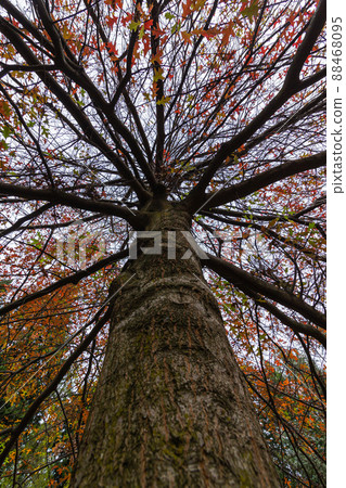 新西蘭皇后鎮瓦卡蒂普湖角的皇后鎮花園秋葉 88468095