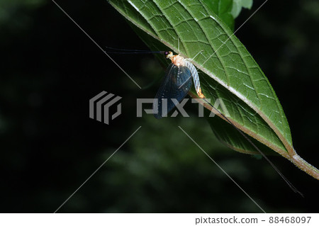 Phyllosterone carpet Phyllosterone carpet 88468097
