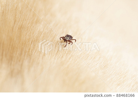 Tick arachnid parasite insect macro. Copy space. 88468166