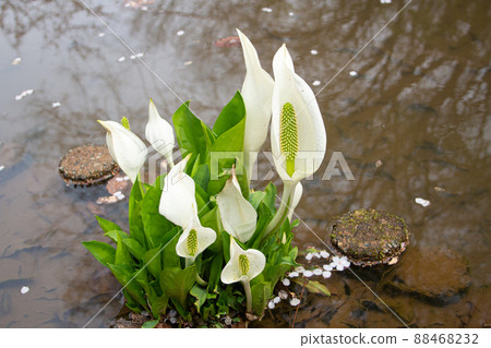 Mizubasho (Scientific name: Lysichiton camtschatcensis Schott) 88468232