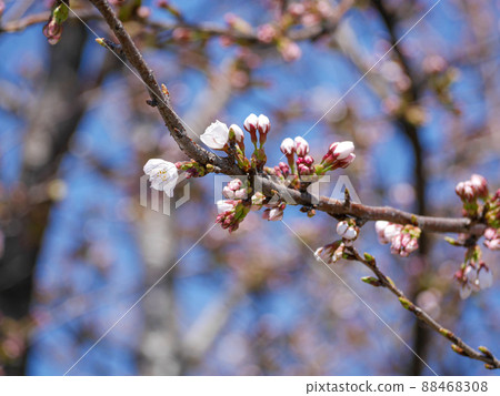 櫻桃芽 櫻桃芽 88468308