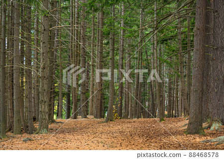皇后鎮花園森林，位於新西蘭皇后鎮瓦卡蒂普湖海角的植物園 88468578