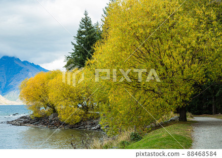 Trees colored by autumn leaves in Queenstown Gardens, Queenstown, New Zealand 88468584