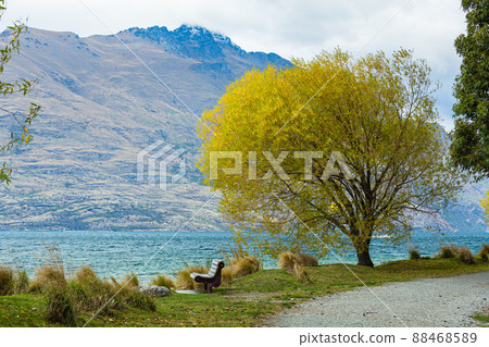 新西蘭皇后鎮皇后鎮花園秋葉上色的樹木 88468589