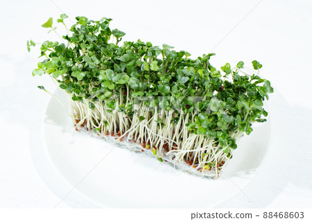 Superfood "Broccoli Sprout" (rich in sulforaphane) Superfood "Broccoli Sprout" (rich in sulforaphane) 88468603