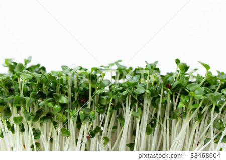 Superfood "Broccoli Sprout" (rich in sulforaphane) 88468604