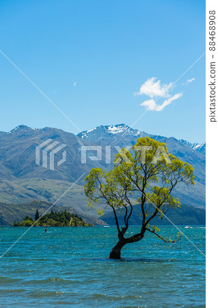 Wanaka tree standing in the lake of Lake Wanaka in the Otago region of New Zealand Wanaka tree standing in the lake of Lake Wanaka in the Otago region of New Zealand 88468908