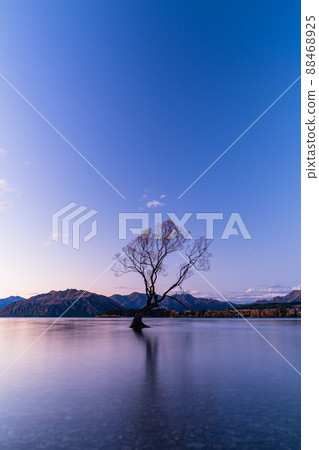 新西蘭奧塔哥地區黃昏時分站在瓦納卡湖的瓦納卡樹 88468925