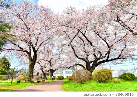 Kotobuki Chuo Park (Fuchu City, Tokyo) [2022.3] 88469016