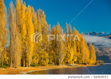 Lake Wanaka landscape in the Otago region of New Zealand and trees dyed yellow with autumn leaves Lake Wanaka landscape in the Otago region of New Zealand and trees dyed yellow with autumn leaves 88469051