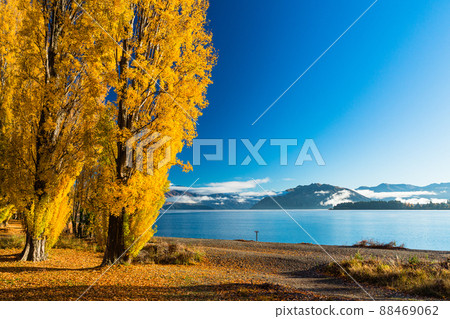 Trees dyed yellow with autumn leaves on the shores of Lake Wanaka in the Otago region of New Zealand 88469062