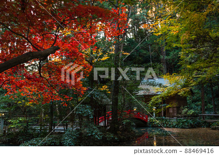 日本靜岡縣舒知郡森町小國神社的秋葉 88469416